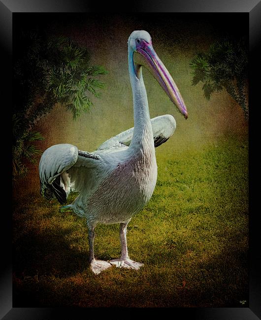 Phineas Pelican Framed Print by Chris Lord