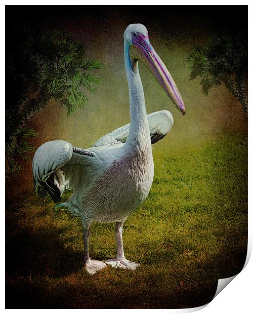 Phineas Pelican Print by Chris Lord
