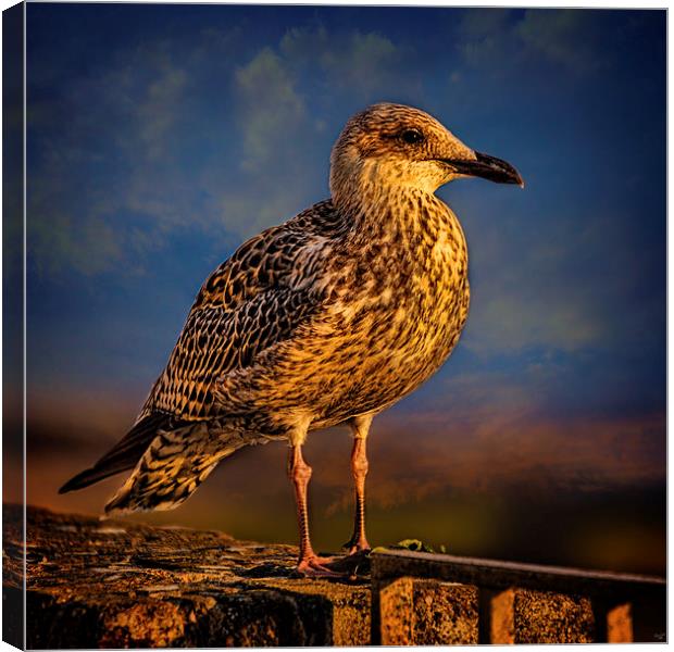 Steven Seagull Canvas Print by Chris Lord