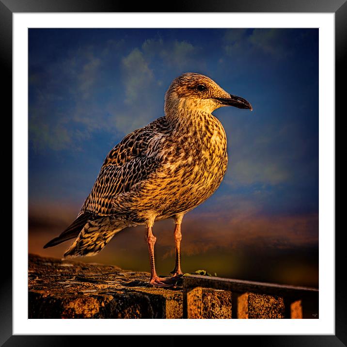 Steven Seagull Framed Mounted Print by Chris Lord
