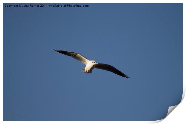 Flying Seagull Print by Juha Remes
