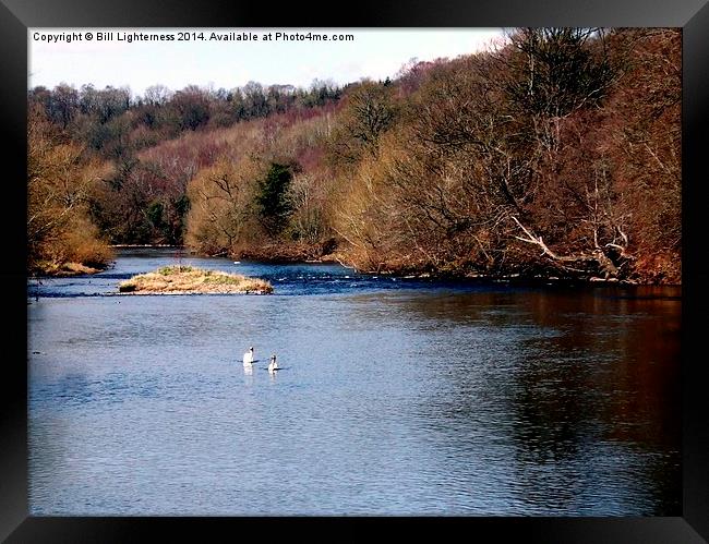 Swans on the Clyde Framed Print by Bill Lighterness
