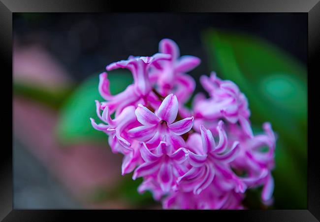 Hyacinth Purple Sensation Framed Print by Kat Arul