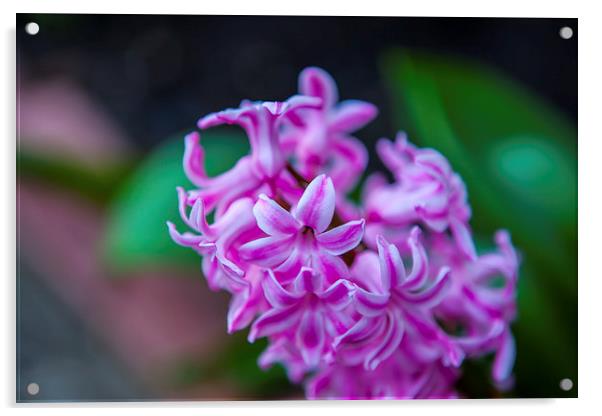 Hyacinth Purple Sensation Acrylic by Kat Arul