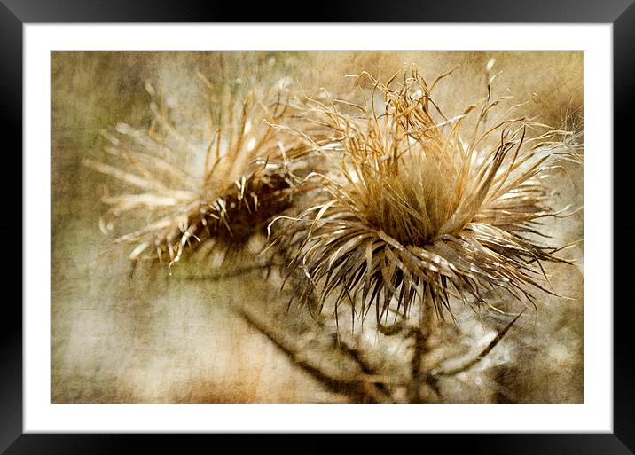 Thistles Framed Mounted Print by Mary Lane