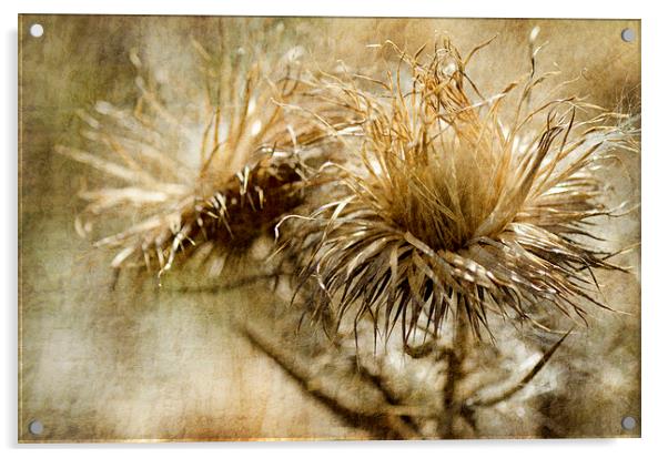 Thistles Acrylic by Mary Lane