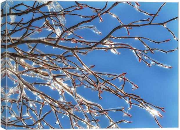 Frozen Branches Canvas Print by Mary Lane