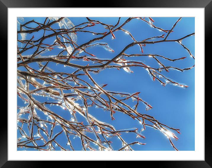 Frozen Branches Framed Mounted Print by Mary Lane