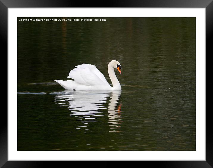 Mute Swan Framed Mounted Print by sharon bennett