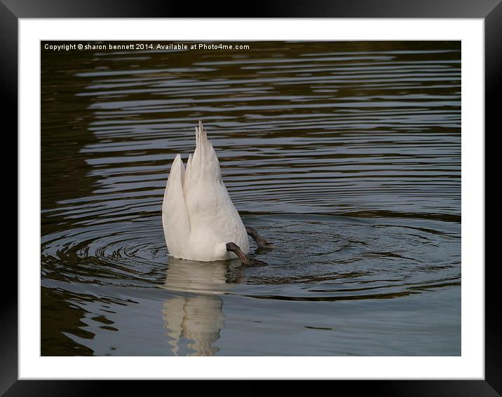 Bottoms Up Framed Mounted Print by sharon bennett