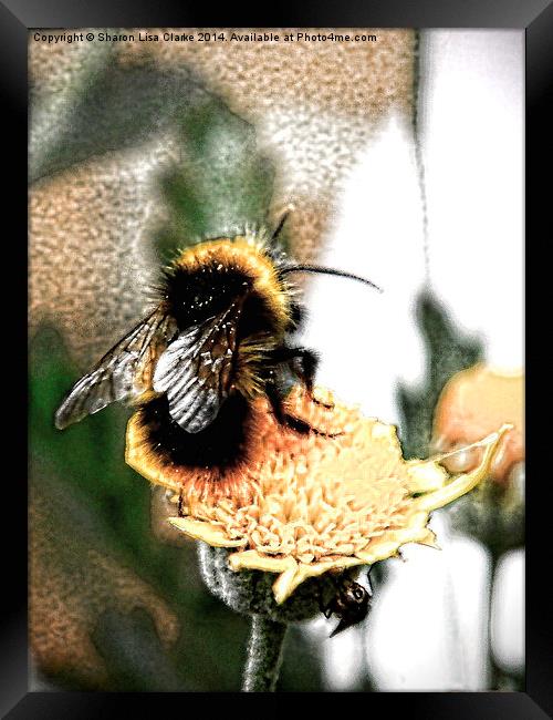 Bee-utiful Framed Print by Sharon Lisa Clarke