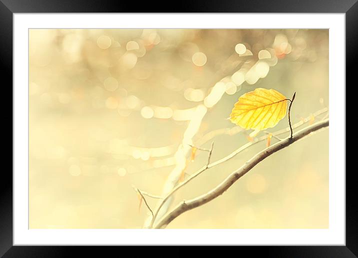 Golden Leaf Framed Mounted Print by Natalie Kinnear