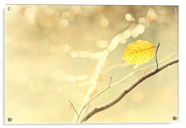 Golden Leaf Acrylic by Natalie Kinnear
