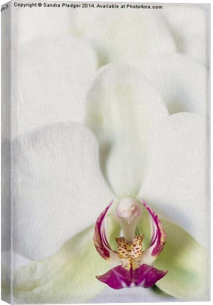 Orchid Canvas Print by Sandra Pledger