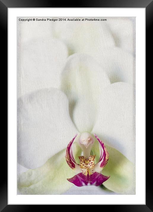 Orchid Framed Mounted Print by Sandra Pledger