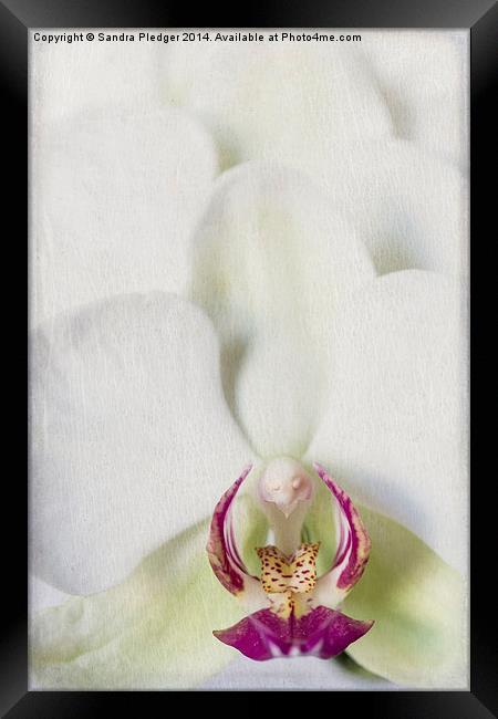 Orchid Framed Print by Sandra Pledger