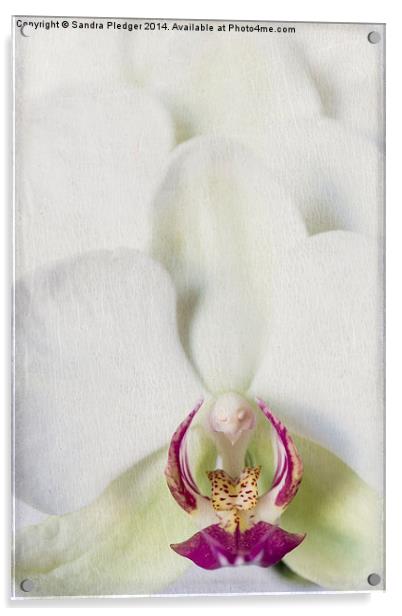 Orchid Acrylic by Sandra Pledger
