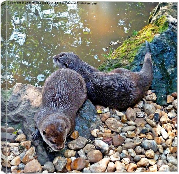 Otter Twins Canvas Print by Sharon Lisa Clarke
