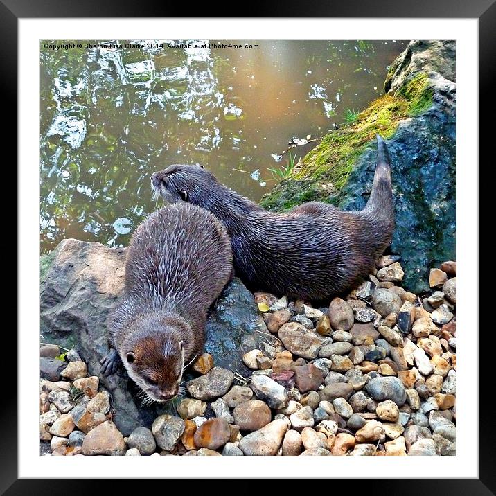 Otter Twins Framed Mounted Print by Sharon Lisa Clarke