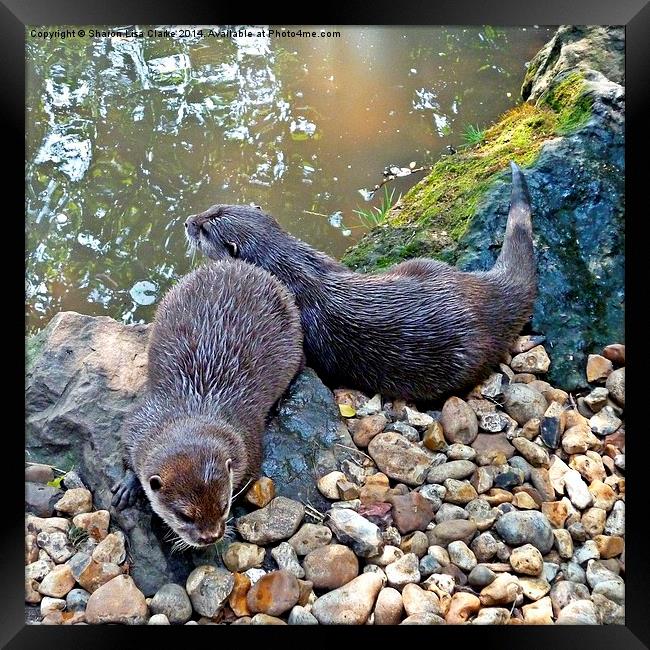 Otter Twins Framed Print by Sharon Lisa Clarke