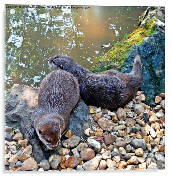 Otter Twins Acrylic by Sharon Lisa Clarke