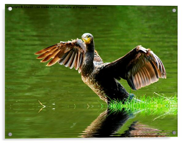 Cormorant flight Acrylic by Sharon Lisa Clarke