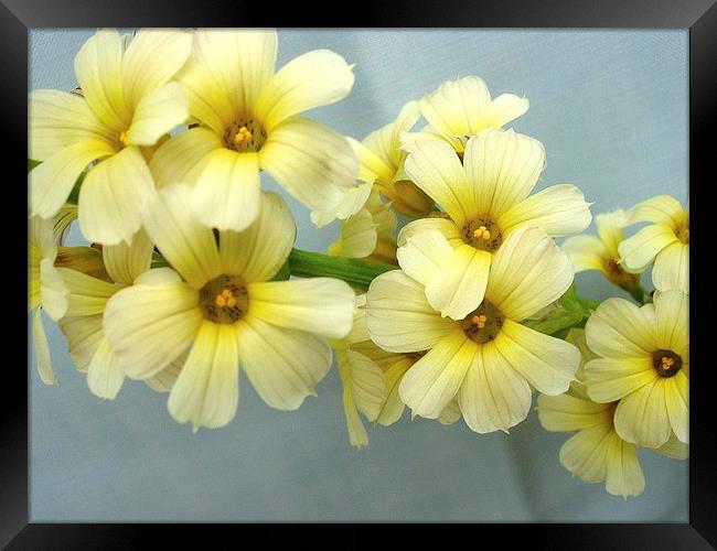 Yellow Flowers Framed Print by james richmond