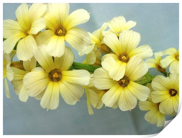 Yellow Flowers Print by james richmond