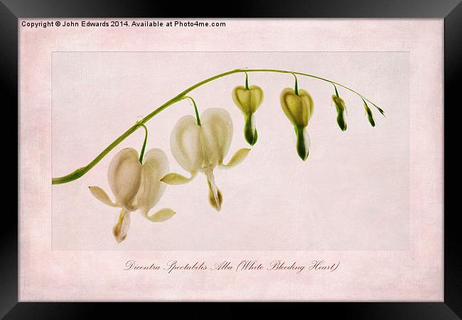 Dicentra Spectabilis Alba (White Bleeding Heart) Framed Print by John Edwards
