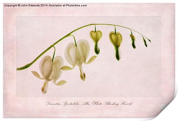 Dicentra Spectabilis Alba (White Bleeding Heart) Print by John Edwards
