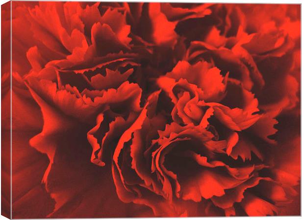 Red Carnation Canvas Print by james richmond