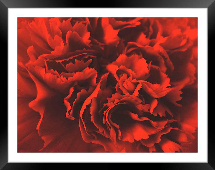Red Carnation Framed Mounted Print by james richmond