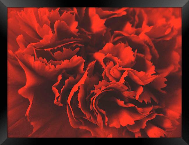 Red Carnation Framed Print by james richmond
