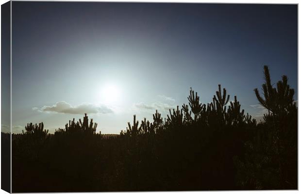 Sunlight over pine trees. Canvas Print by Liam Grant