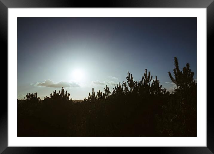 Sunlight over pine trees. Framed Mounted Print by Liam Grant