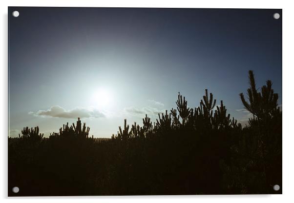 Sunlight over pine trees. Acrylic by Liam Grant