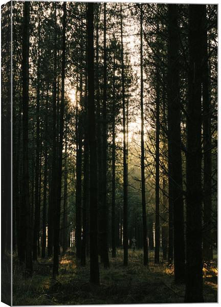 Sunlight through dense Pine tree forest. Canvas Print by Liam Grant