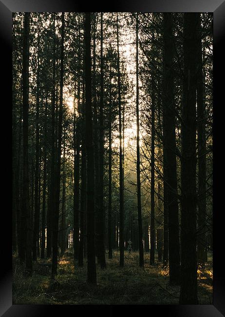 Sunlight through dense Pine tree forest. Framed Print by Liam Grant