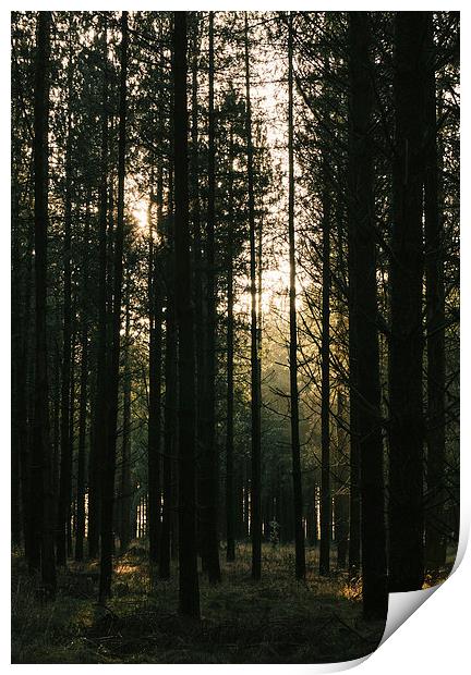 Sunlight through dense Pine tree forest. Print by Liam Grant