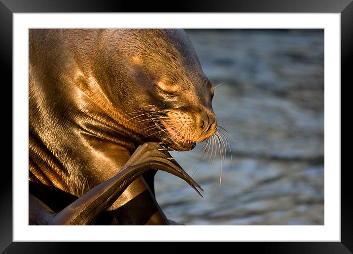 Sealion scratch Framed Mounted Print by Peter West