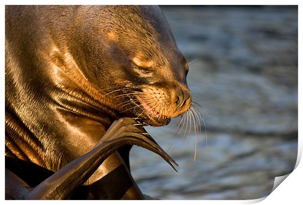 Sealion scratch Print by Peter West
