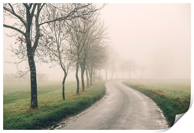 Row of trees beside remote country road in fog. Print by Liam Grant