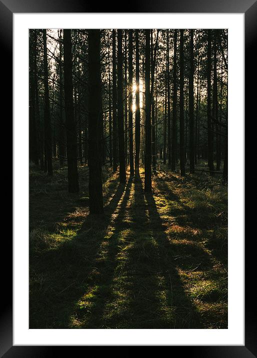 Sunlight through dense Pine tree forest. Framed Mounted Print by Liam Grant