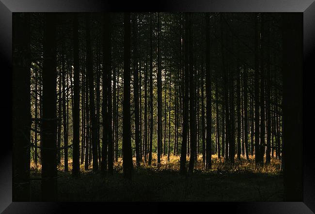 Sunlight through dense Pine tree forest. Framed Print by Liam Grant