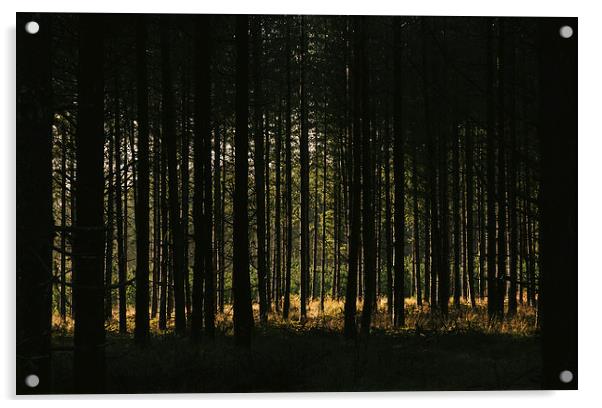 Sunlight through dense Pine tree forest. Acrylic by Liam Grant
