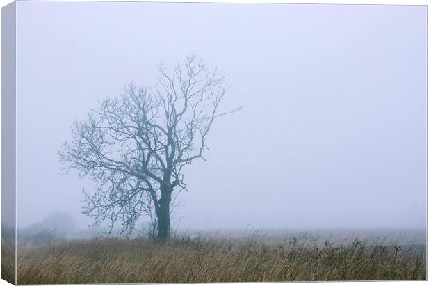 Remote tree in rural fog. Canvas Print by Liam Grant