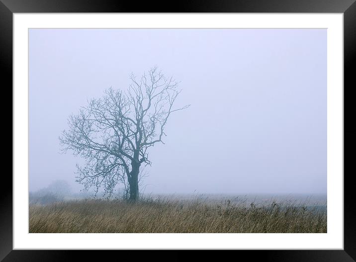 Remote tree in rural fog. Framed Mounted Print by Liam Grant