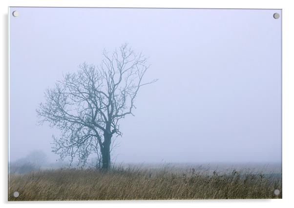 Remote tree in rural fog. Acrylic by Liam Grant