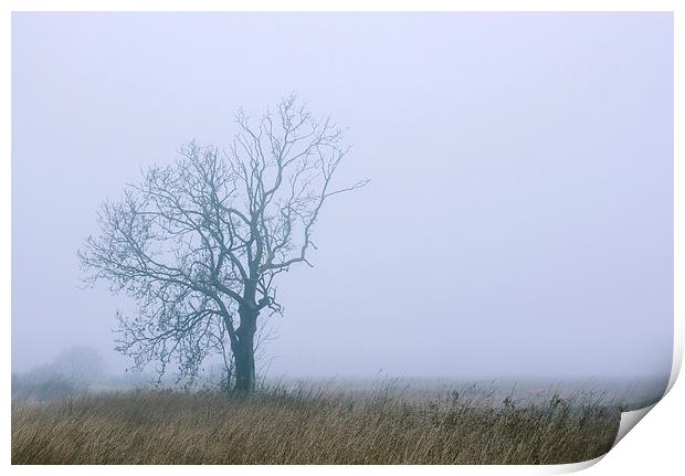 Remote tree in rural fog. Print by Liam Grant