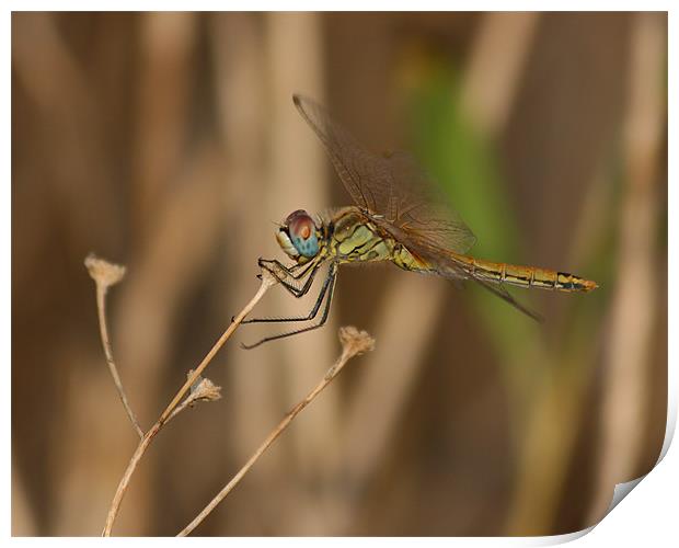 Dragonfly Print by Peter West